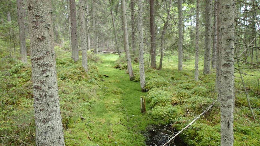 Maastokäynnin ajankohtana molemmissa ojissa oli vettä, mutta silmämääräisesti arvioituna vesi ei virrannut ojissa.