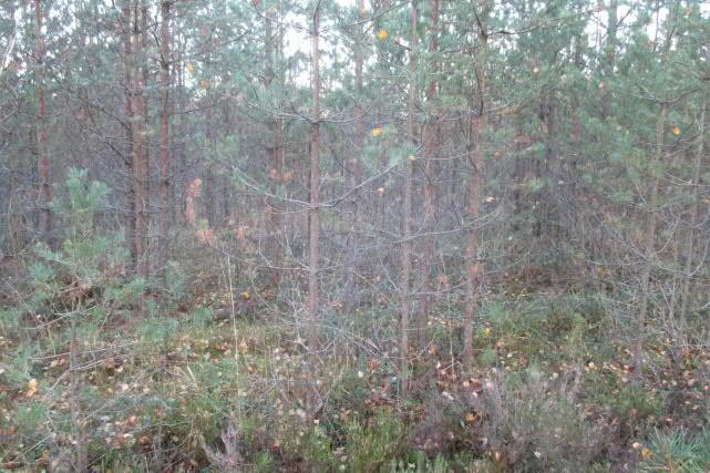 Tiheässä taimikossa kasvaa mäntyjen lisäksi nuoria koivuja sekä katajaa ja paikoin haavan vesoja. Kenttäkerroksen lajit ovat samoja kuin muuallakin selvitysalueella: mm.