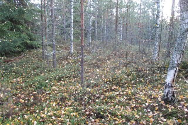 Alueella kasvaa männyn ja koivun taimia sekä mm. metsälauhaa, maitohorsmaa, puolukkaa, kanervaa ja mustikkaa.
