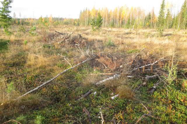 5 Kuvat 7 ja 8. Hakkuualue selvitysalueen keskiosassa ja varttuvaa männikköä sen eteläpuolella. g. Läjitysalueen istutusmännikkö (kuva 9).
