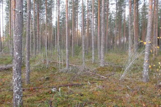 Alueella kasvaa tiheää istutusmännikköä sekä reunoilla joitakin koivuja, raitoja, vaahteroita ja haapoja.