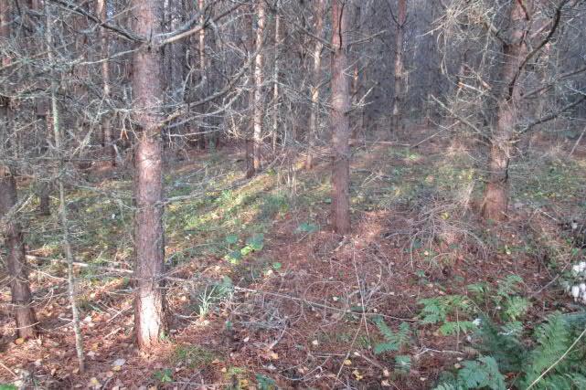 vadelma, nokkonen, vuohen- ja koiranputki, metsäalvejuuri ja ahomansikka. Soramontun tien varteen ja reunaan on levinnyt lupiinia, pujoa, pietaryrttiä ja kurtturuusua. h.