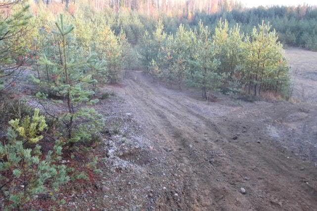 Hiekkainen maa on paljas tai siinä kasvaa mm. sianpuolukkaa, kanervaa, metsälauhaa, hietakastikkaa tai vähän sammalia ja jäkäliä. i ja j. Varttunut ja varttuva sekametsä.