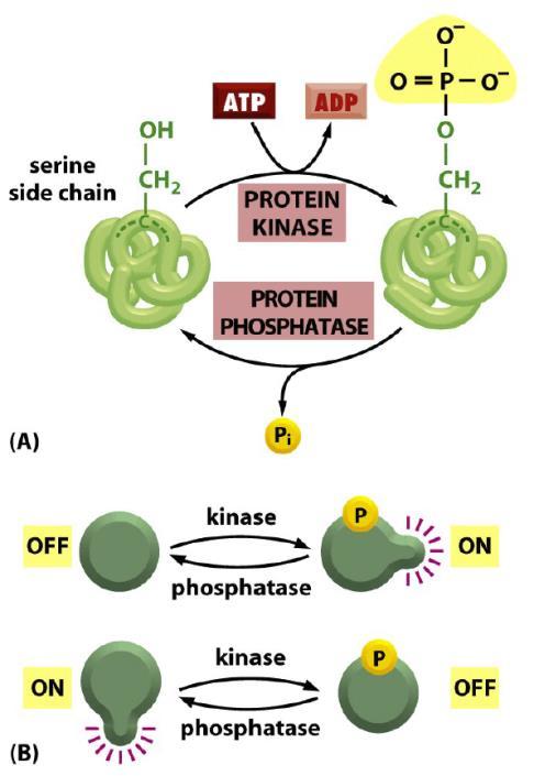Esim. Fosforylaatio voi modifioida 2 tilan proteiinisysteemiä Fosforylaatiossa