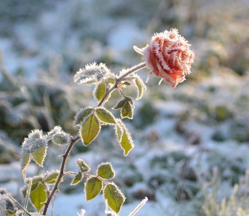 Kiittäkää Herraa, sillä hän on hyvä, sillä hänen armonsa pysyy iankaikkisesti. Kiittäkää jumalien Jumalaa, sillä hänen armonsa pysyy iankaikkisesti.