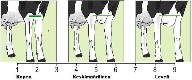 16 Rinnan leveys Rinnan leveys arvostellaan etuviistosta katsomalla etujalkojen välistä etäisyyttä rintakehän alapuolelta ja rintakehän sekä lapojen leveyttä (kuva 3).