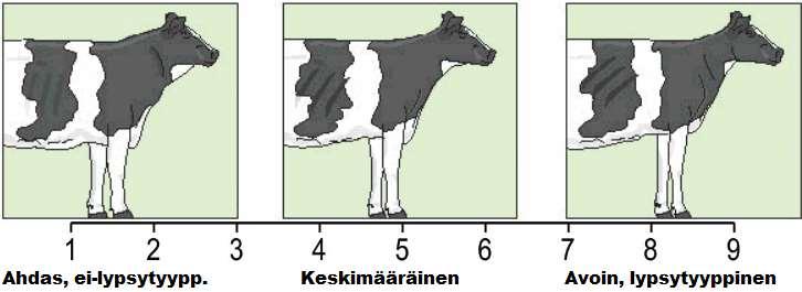 17 on lehmällä, jolla kaarevat kylkiluut ovat vinosti kohti utareen etuosaa ja väli on keskimääräinen.