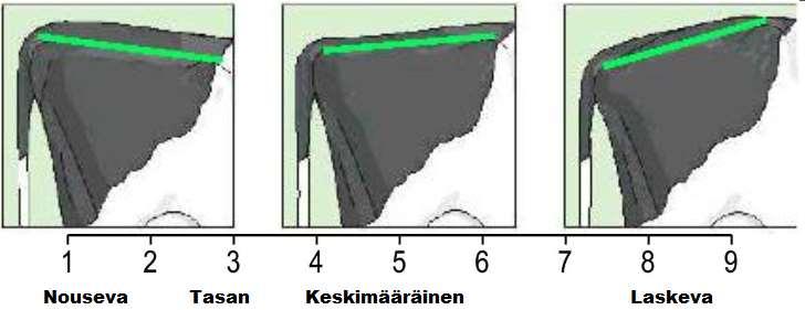 19 Kuva 7. Lantion kulman arviointi lonkkakyhmystä istuinluuhun (ICAR 2015). 4.