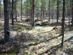 4 Juoksuhaudan jäännettä Alueen keskellä, kohdalla missä maasto alkaa nousemaan tasanteelta kohti kalliolakea,