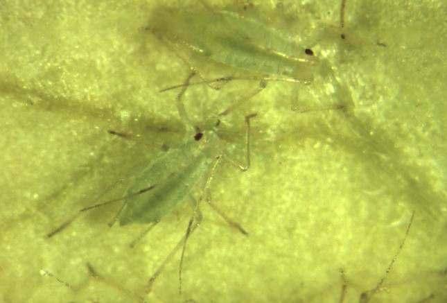 Ansarikirva (Macrosiphum euphorbiae) - pystyy talvehtimaan Suomessa ulkona