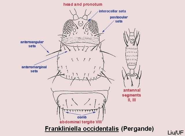 Kalifornianripsiäinen (1,2-1,9 mm)