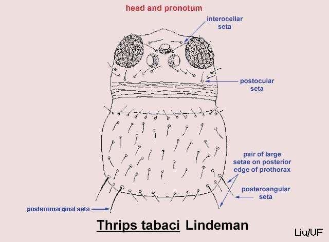 Thrips-suvun ripsiäisillä tuntosarvissa vain