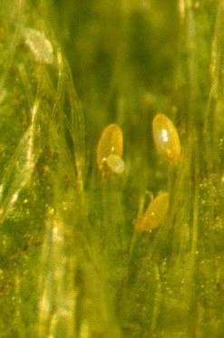 Syklaamipunkki (0,25 mm)/begoniapunkki (0,15 mm) (Tarsonemus pallidus)/(polyphagotarsonemus latus) Mansikkapunkki (T.