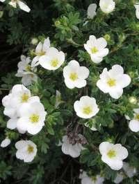 Sivu 8 Cytisus x praecox 'Albus' 6 Hollanti 9,90 KEVÄTVIHMA ALBUS D Keskiravint Korkeus ja leveys 120 cm. Pyöreä, kompakti, tiiviskasvuinen pensas, jolla pitkät taipuisat varret.