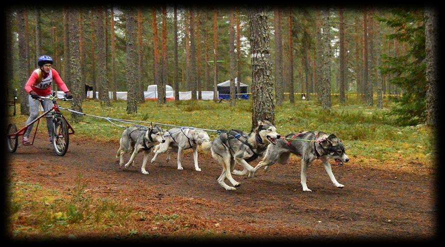 ja seisojahoundiristeytykset ovat siitä huolimatta kaikki valjakkourheilun lajit erinomaisesti