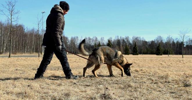 Jälkeä voi harrastaa niin pellolla, metsässä kuin haastavilla kovapinnoilla (maantie, asfaltti,