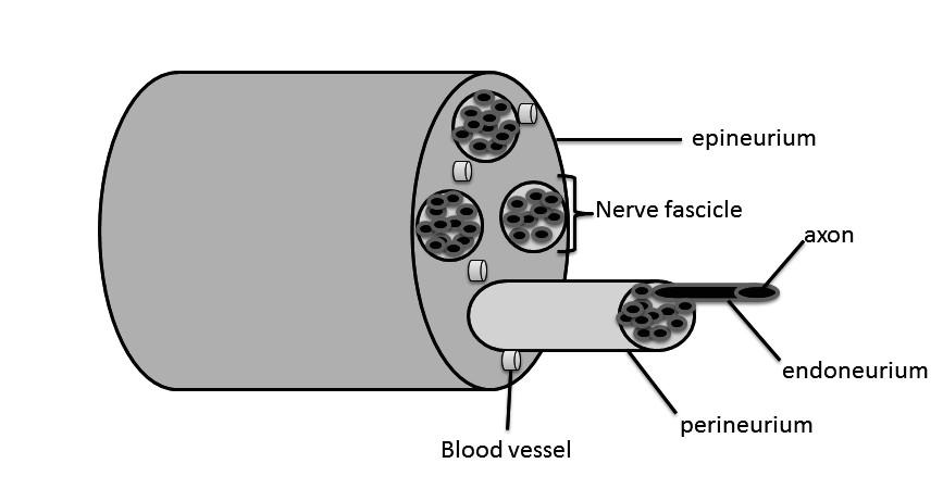 Review of literature 23 collagen structure provides the strength of peripheral nerve, and adipocytes protect the nerve from pressure (Campbell et al., 2013; Peltonen et al., 2013). Figure 5.