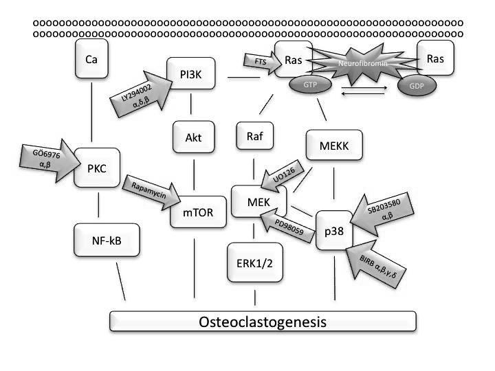 54 Results and Discussion cellular behavior. Osteoclasts are responsible for bone resorption and increased bone resorption may lead to osteoporosis (Kling et al., 2014).