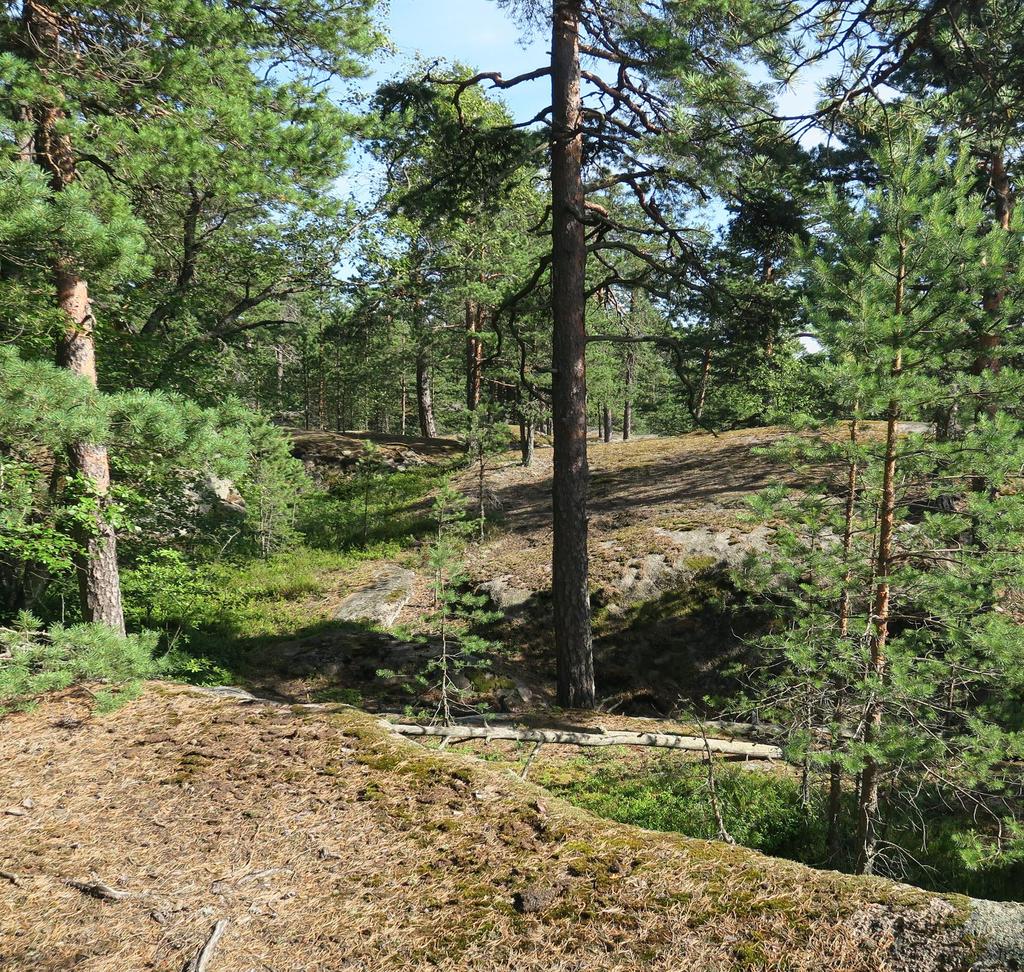 NUPURINKALLION KAAVA-ALUEEN LUONTOSELVITYS 2017 Esa