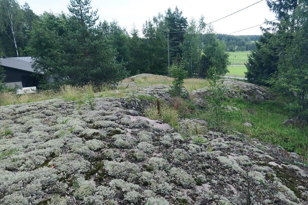 kertova kasvillisuus puuttuu, kuten asemakaava-alueen muiltakin kallioilta. Kuvion keskiosa ja pohjoisosa ovat kasvillisuudeltaan tavanomaista tuoreen kankaan kuusisekametsää.