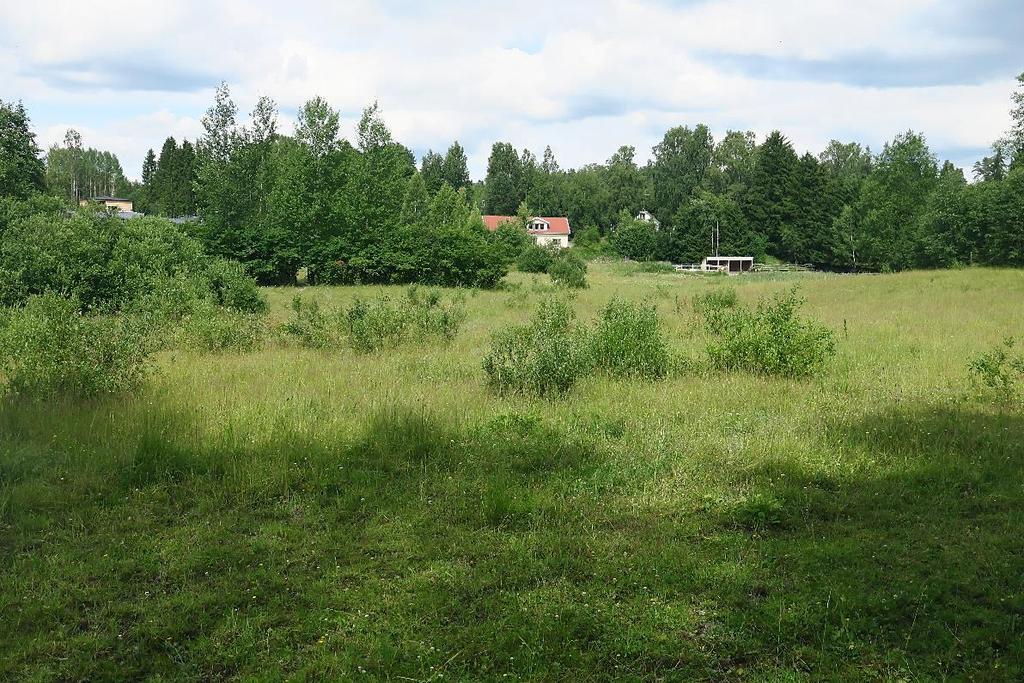 Kuva 5. Hallavan hevoslaidun (kuvio 13). Kuvio 11. Autiotilan pohjoispuolella on toinen tyhjillään oleva, metsittyvä pihapiiri. Vanhatien varrella rinteessä on ylispuina järeitä mäntyjä ja koivuja.