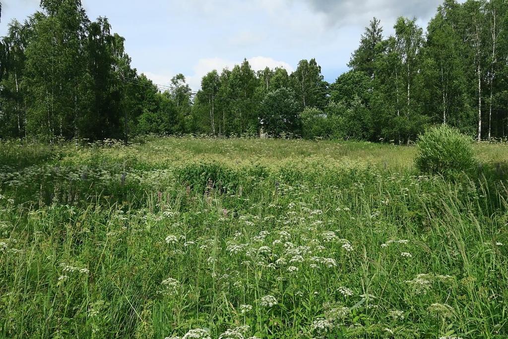 Kuva 6. Entistä peltoa Vanhatien eteläpuolella. Kuvio 15. Entisen pelto- tai niittyalueen eteläosa, joka on pitkälle metsittynyt.