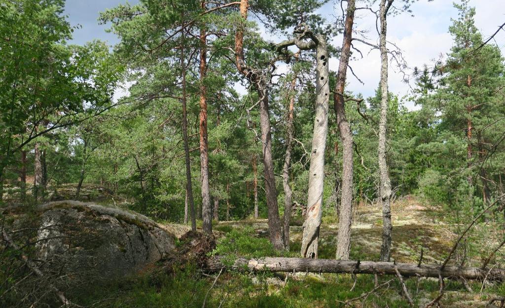 Kuva 8. Vanhaa kalliomännikköä kuvion 25 itäosassa. Kuvio 24. Veikkaustien eteläpuolen loivapiirteinen kallioalue, jonka puusto on vanhaa, enimmillään 15 metrin korkuista männikköä.
