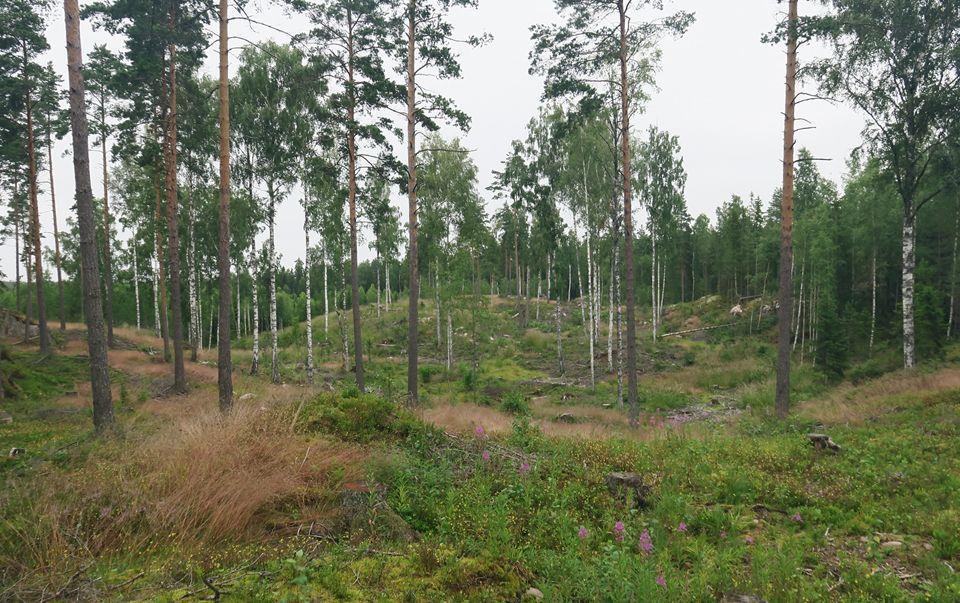 Kuva 10. Laaja alue asemakaava-alueen koillisosasta on harvennettua talousmetsää. Maisema kuvion 41 pohjoispäästä. Kuvio 41.