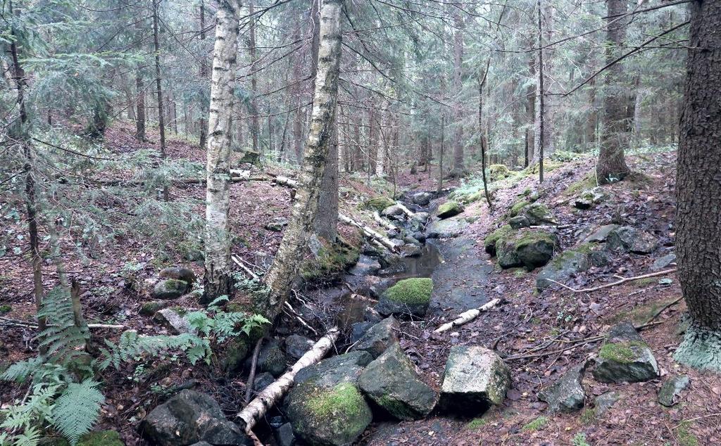 Kuva 11. Hakjärven laskupuro virtaa kuviolla 52 kallioharjanteen yli. Kuvio 53. Vanhaa rakennusta ympäröivä tonttialue, jonka puusto on voimakkaasti harvennettua.