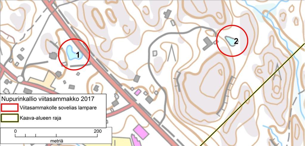 4.4 Viitasammakko Nupurinkallion kaava-alueella on kaksi mahdollisesti viitasammakon lisääntymisja levähdyspaikaksi soveltuvaa lammikkoa (kuva 13).