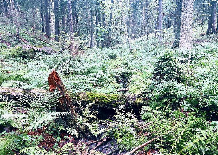 Kuusikodin noro Asemakaava-alueen luoteisosaan laskee Kuusikodin itäpuolen korpialueelta alkunsa saava noro (kuva 19).
