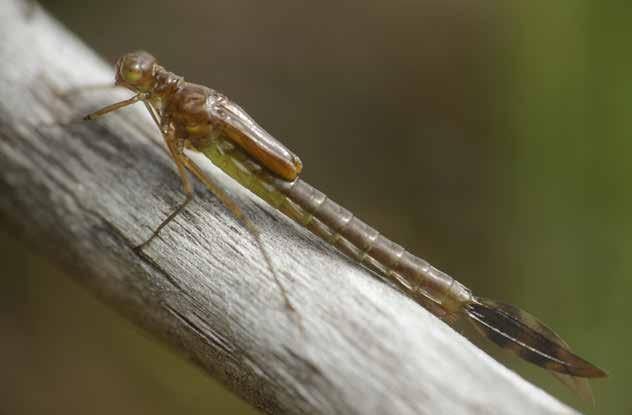Isokeijukorennon (Lestes dryas) toukka metsälammikoilla. Lingonmossilla havaittiin myös vihertytönkorentoja (Coenagrion armatum).