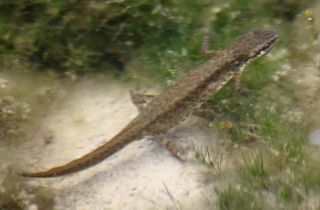 Vesiliskoa (Triturus vulgaris) tavattiin Lentokentän läheisyydessä olevilta pieniltä lammikoilta Selvitysalueella havaittiin useita vaeltajia ja vastikään eteläisessä Suomessa nopeasti yleistyviä