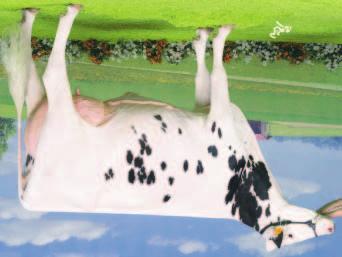 46 +0.77 +2.10 t Lauti All-NureBaxter Lauky Ponderosa Holsteins Poikimavaikeus nä 8% 99% Arv.varmuus 52510 Havaintoa Poikimavaikeus nisänä 6% 99% Arv.