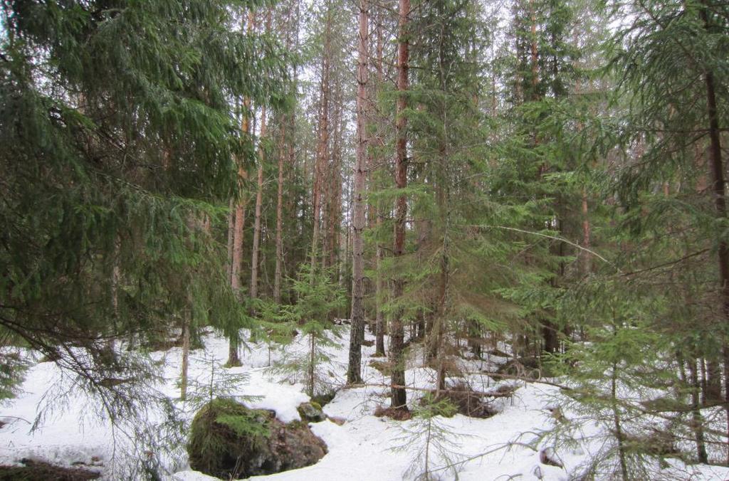 2.3 Tulokset Selvitysalueelta ei tehty havaintoja metson soidinpaikoista. Selvitysalueelta havaittiin vain muutama yksittäinen metson hakomispuu ja niiden alta hyvin vähän metson jätöksiä.