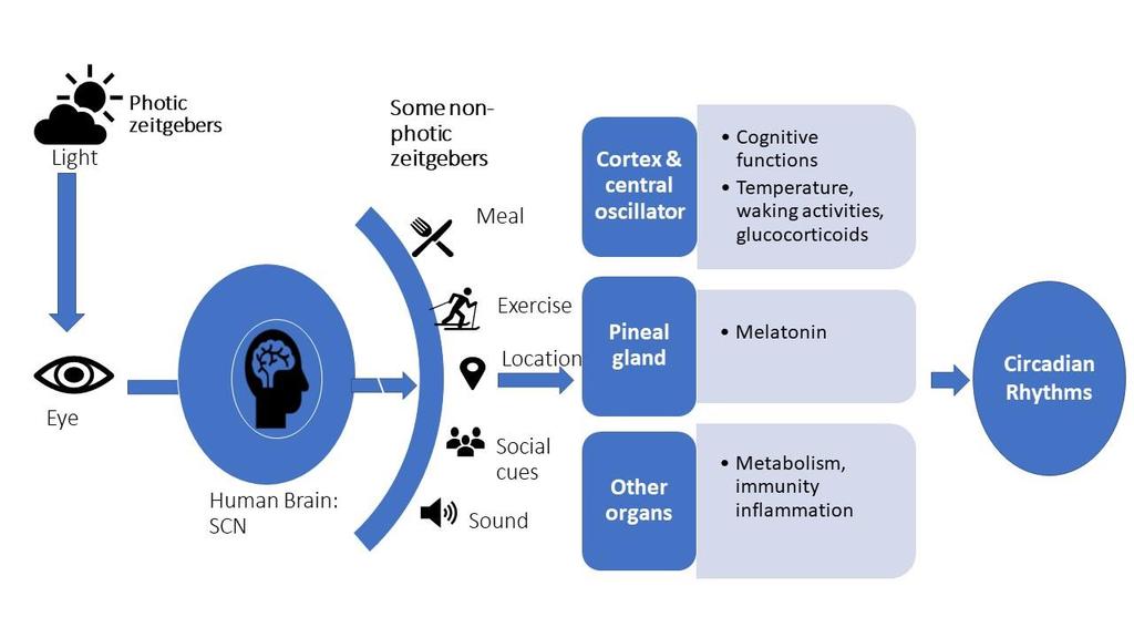 clock are further mediated to synchronize several peripheral clocks located elsewhere in the body, for example in the liver, pancreas, and adipose tissue (Dibner, Schibler, and Albrecht 2010).