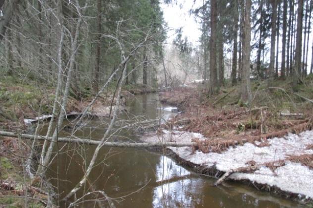 Sen alla oli kesä- ja talvipapanoita hyvin runsaasti. Puron varressa kasvaa harmaa- ja tervaleppiä, jotka sopivat ruokailupuiksi.