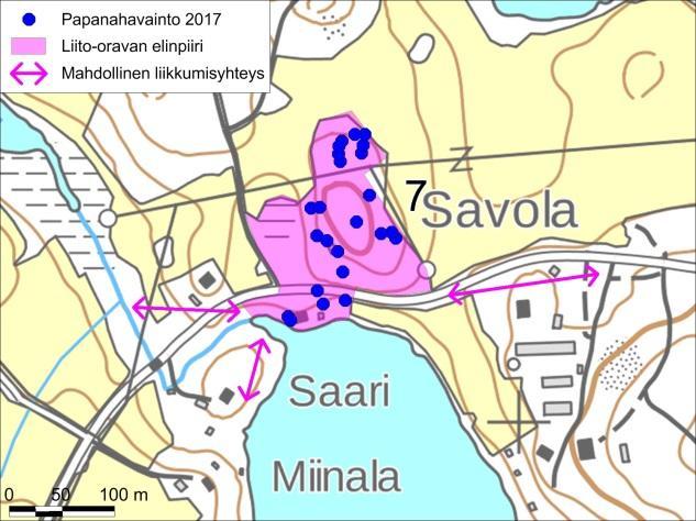 7. Räimänkosken metsälaitumen metsä (1,9 ha) Räimänlahden pohjukassa Kehvontien varressa sijaitsevalta peltojen ja asutuksen ympäröimältä mäeltä löytyi noin 20 puun alta liito-oravan papanoita (kuvat