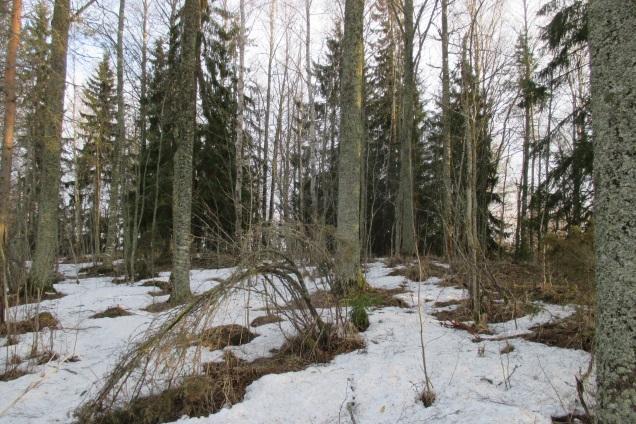 Alue on melko eristynyt, mutta itään päin voi olla pihapuuston kautta yhteys laajemmille metsäalueille.