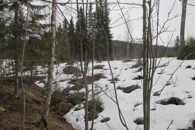 Mökkipihat ja hakkuualue haavan ympärillä on rajattu mukaan elinpiiriin. 9 Kuvat 28 ja 29. Liito-oravan elinpiirin rajaus Räimänlahden länsipuolella. Kuvat 30 ja 31.