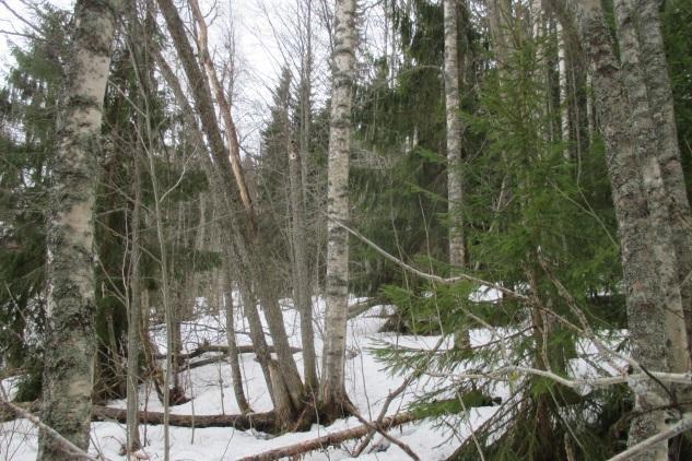 Kourulammen rantametsä (2,9 ha) Kourulammin koillispuolella Räimänmäen rinteessä on jäljellä vanhaa kuusisekametsää, jonka arvioitiin kesällä sopivan liito-oraville.