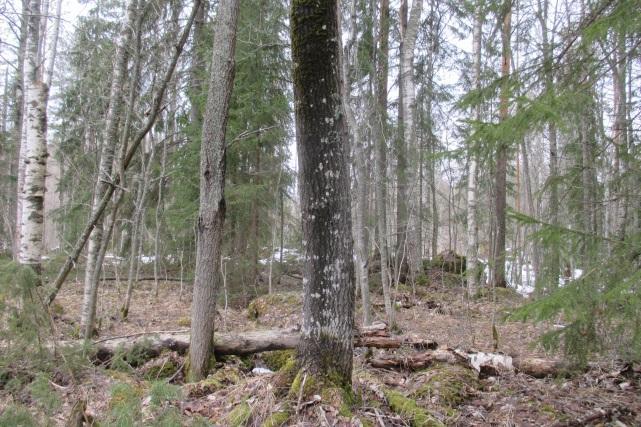 Liito-oravan papanoita oli useiden puiden alla runsaasti. Eniten niitä oli itäosassa rannan lähellä ja metsäkumpareella sekä länsiosassa lomarakennusten välissä ja pellon reunassa.