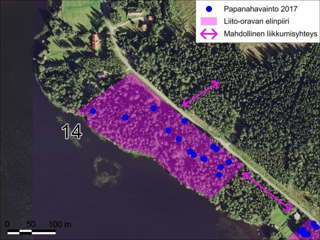 Lisäksi sinne sijoittuu ilmeisesti loma-asuntokäytössä olevan jyhkeän hirsirakennuksen pihapiiri. Liito-oravan papanoita löytyi ympäri aluetta etenkin järeiden kuusten ja muutamien haapojen alta.