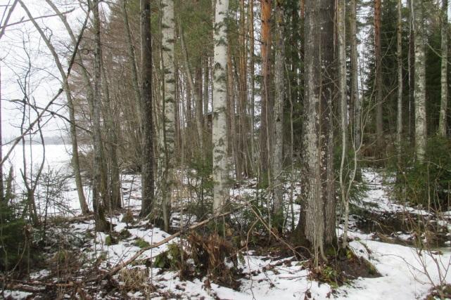 Luhtaniemen liito-oravametsää ja papanakuusi piharakennuksen takana.