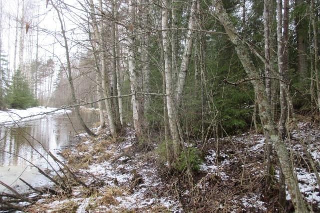 Oinasjoen jokivarsimetsä (2,3 ha) Oinasjoen alaosassa kasvaa joen pohjoispuolella järeitä rantahaapoja, joista useiden alla oli runsaasti liito-oravan papanoita (kuvat 62 65, kansikuva).