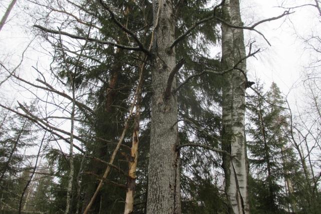 Myös idempänä jokivarressa on hyvin liito-oravalle sopivaa järeitä kuusia kasvavaa puronvarsimetsää, joka on rajattu mukaan elinpiiriin, vaikka sieltä ei löytynyt papanoita.