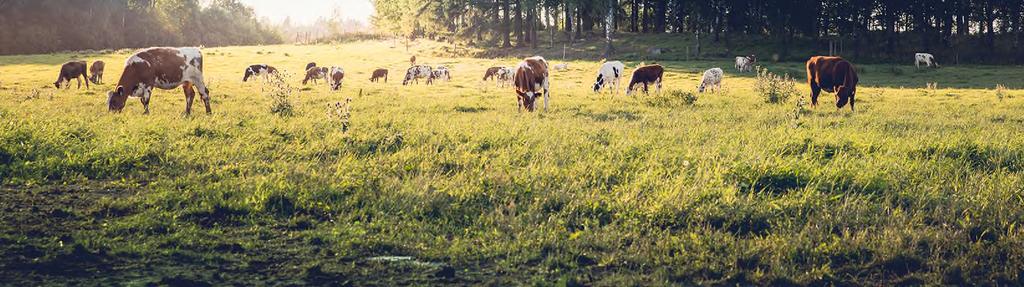 chain based on the Finnish grasslands.