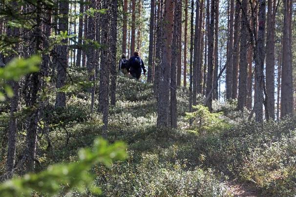 Suoraan jatkettuna harju on pitkä, korkea, terävä ja komea, alhaalla