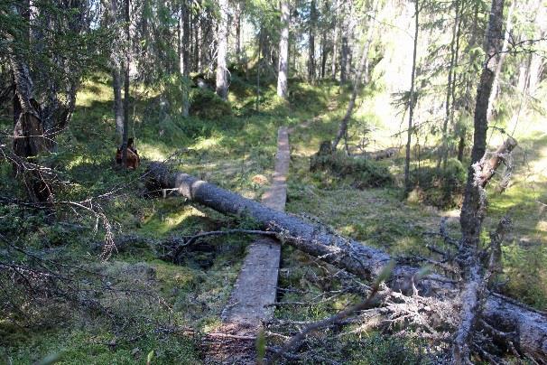 Hiltuslahden laavulle vievä polku on paljon kuljettu ja hyväpintainen.