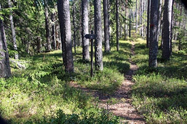 . Polku on selkeä eikä eksymisen vaaraa ole.